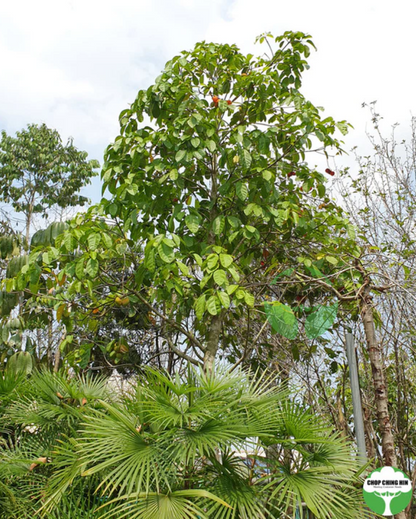 Sterculia parviflora