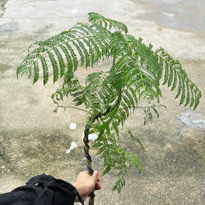 Jacaranda Bonsai Kokedama, Indoor/Outdoor Plant