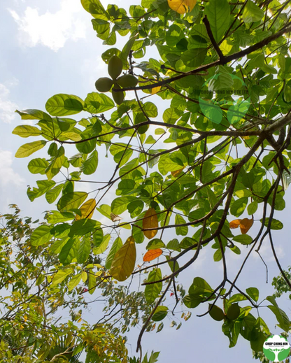 Sterculia parviflora