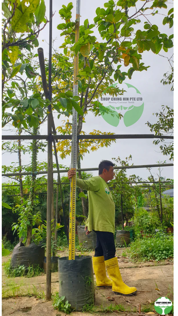 Sterculia parviflora
