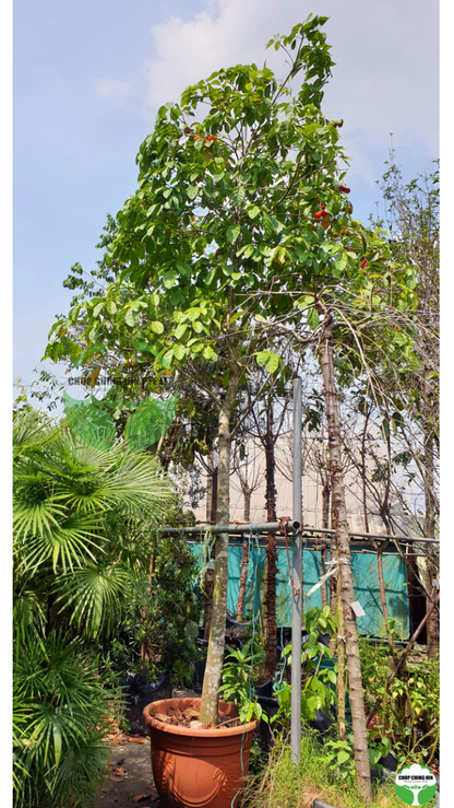 Sterculia parviflora