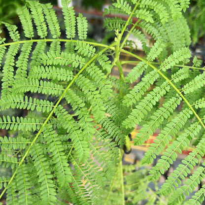 Jacaranda Bonsai Kokedama, Indoor/Outdoor Plant
