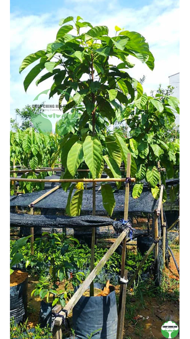 Sterculia parviflora