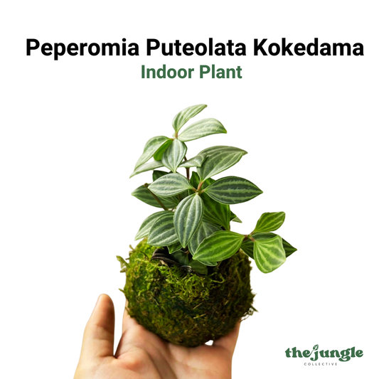 Peperomia Puteolata Kokedama, Indoor Plant