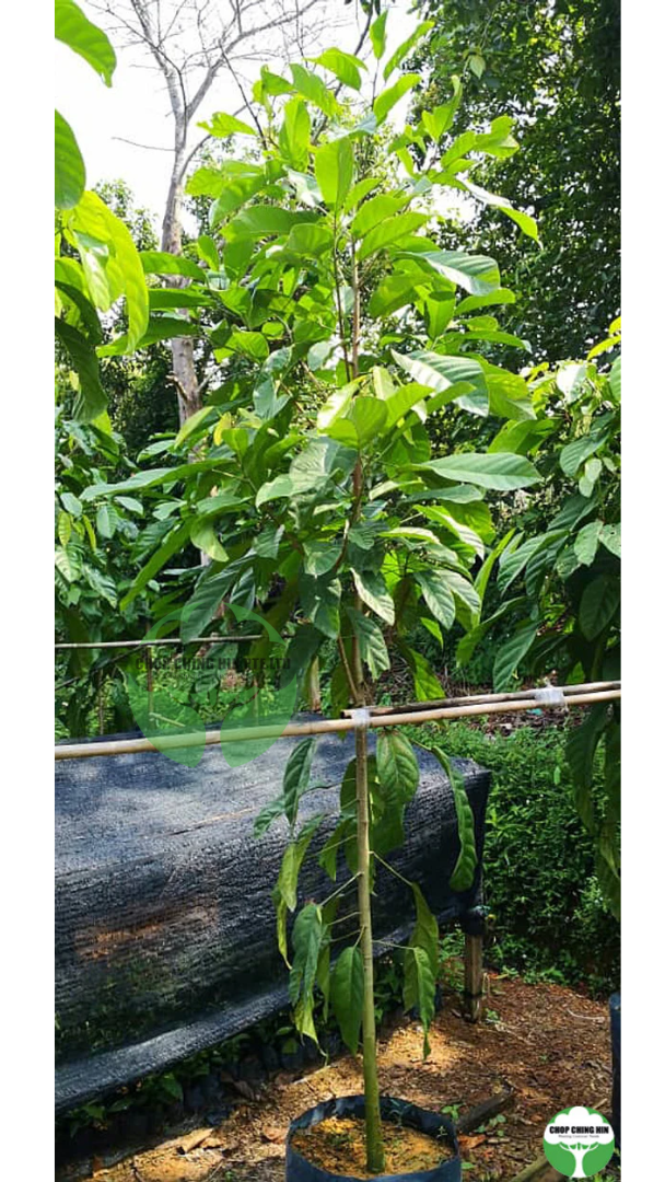 Sterculia parviflora