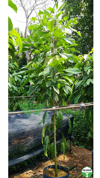 Sterculia parviflora