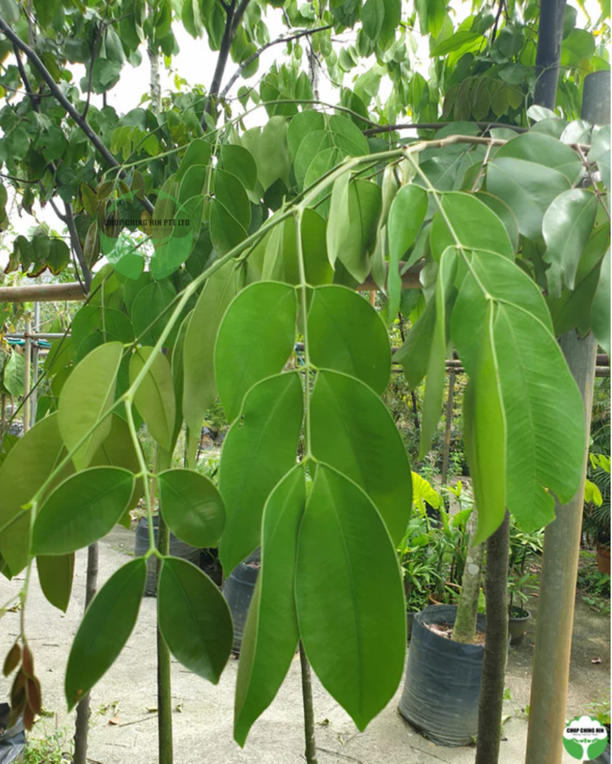 Sindora wallichii