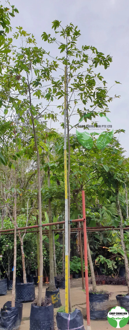 Shorea roxburghii