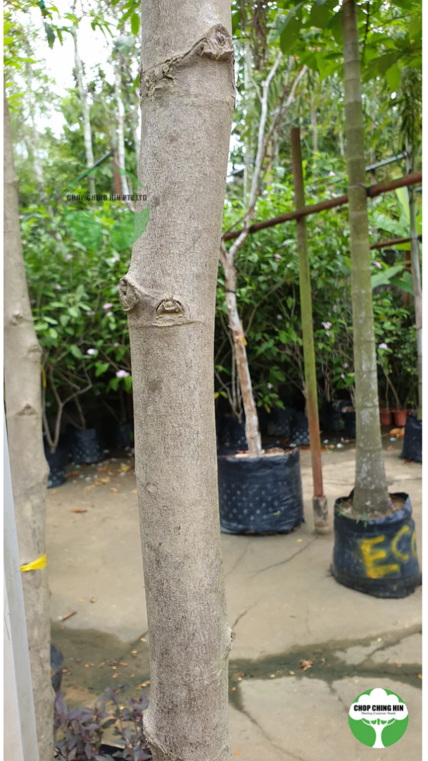 Shorea roxburghii