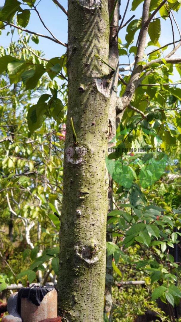 Schizolobium parahyba