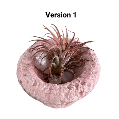 Tillandsia Air Plant, Indoor/Outdoor Plant