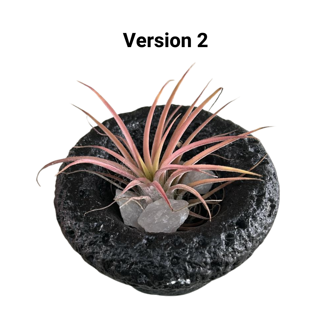 Tillandsia Air Plant, Indoor/Outdoor Plant
