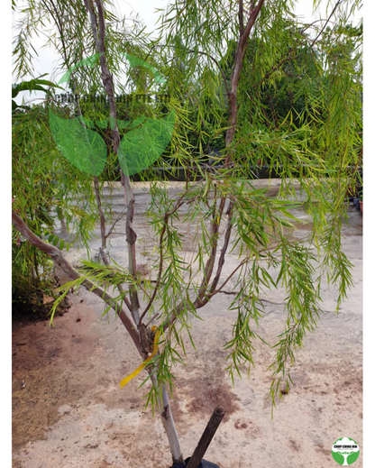 Leptospermum madidum ssp. sativum