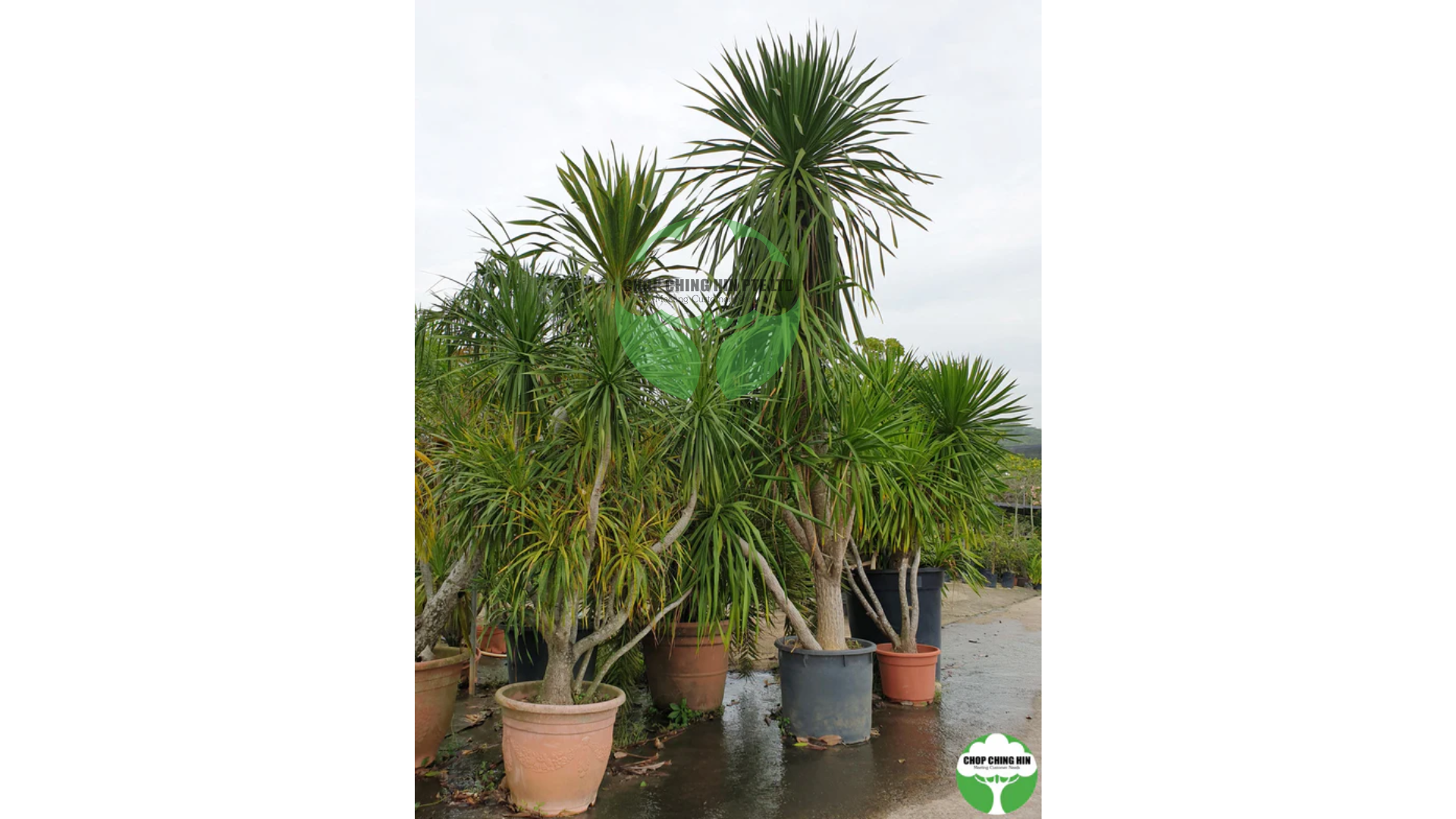 Dracaena loureiroi – Chop Ching Hin Pte Ltd
