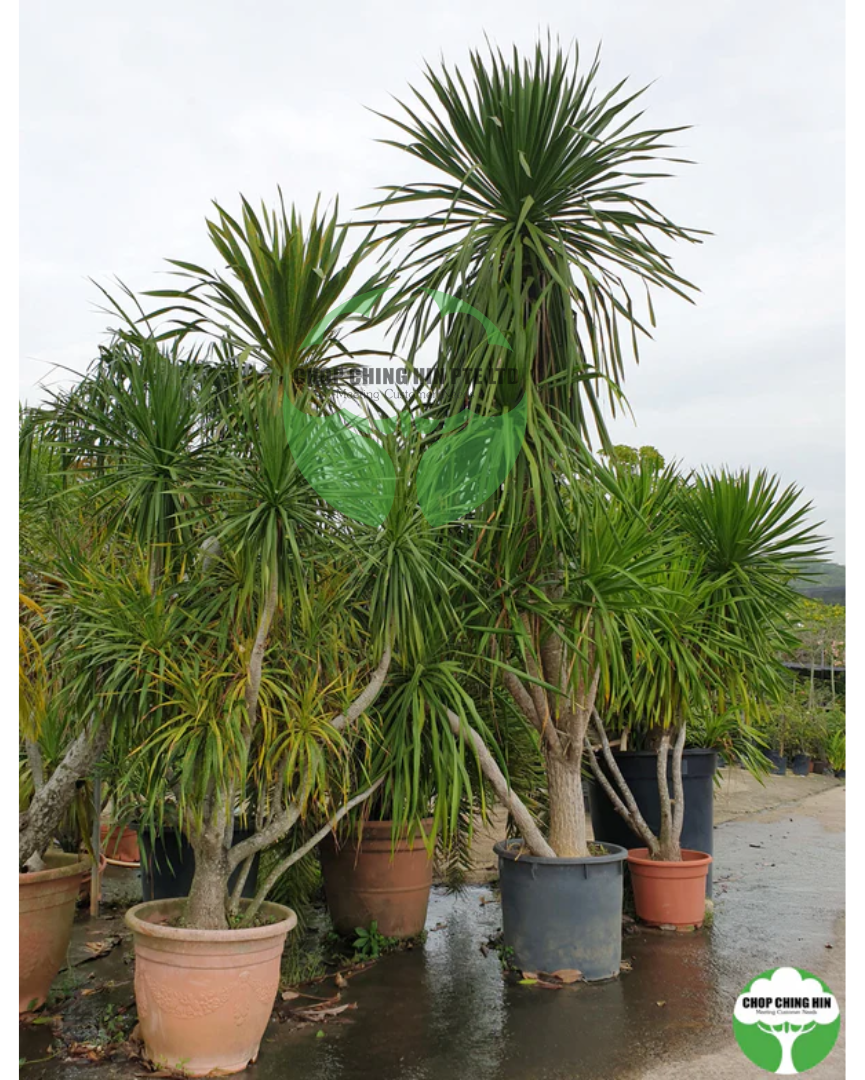 dracaena cochinchinensis common name Dracaena loureiroi – Chop Ching Hin Pte Ltd