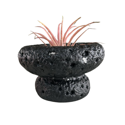 Tillandsia Air Plant, Indoor/Outdoor Plant