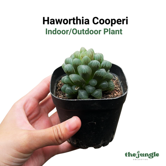 Haworthia Cooperi, Indoor/Outdoor Plant
