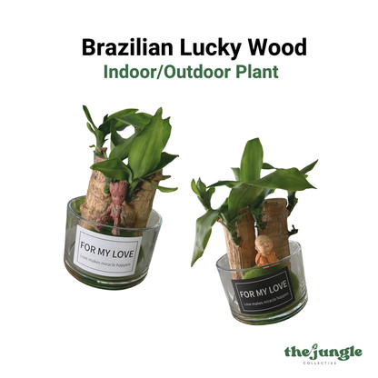 Brazilian Lucky Wood (Cute Laughing Buddha / Groot Character), Indoor/Outdoor Plant