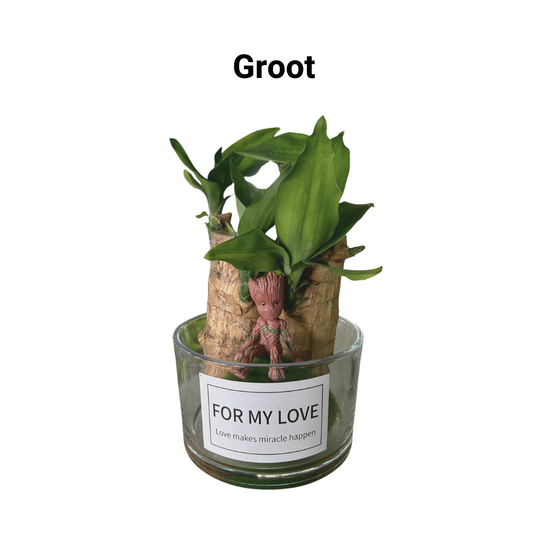 Brazilian Lucky Wood (Cute Laughing Buddha / Groot Character), Indoor/Outdoor Plant
