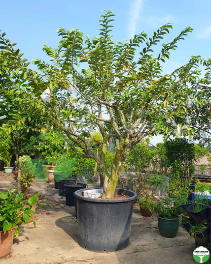 Psidium guajava