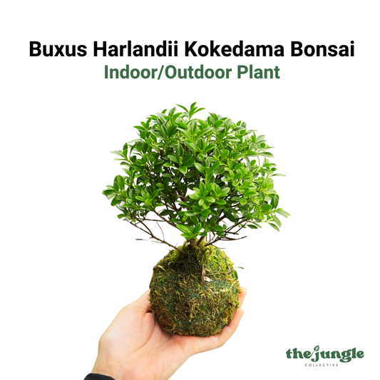 Buxus Harlandii Kokedama Bonsai, Indoor/Outdoor Plant