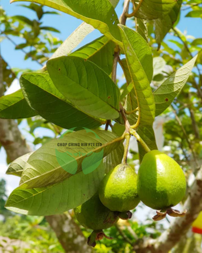 Psidium guajava