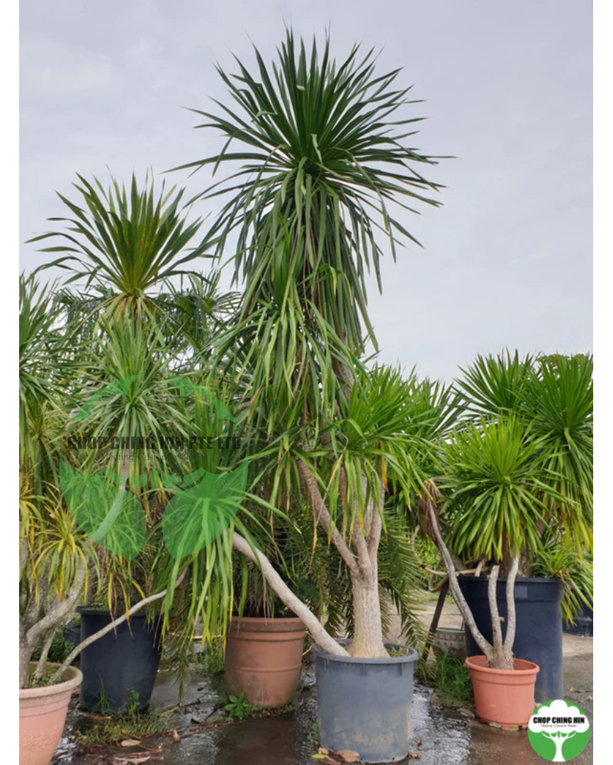 Dracaena loureiroi