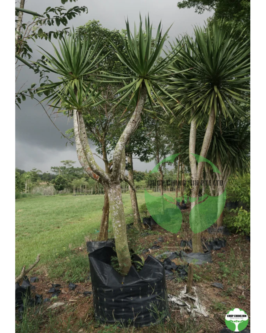 Dracaena loureiroi