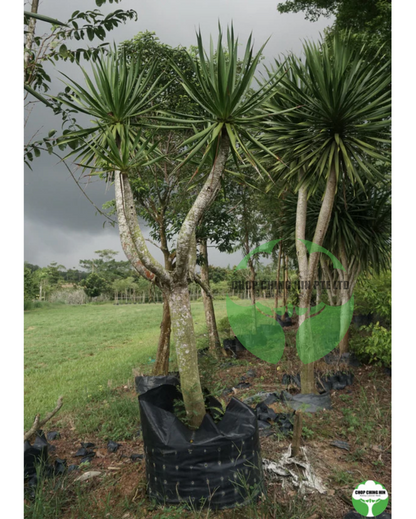 Dracaena loureiroi
