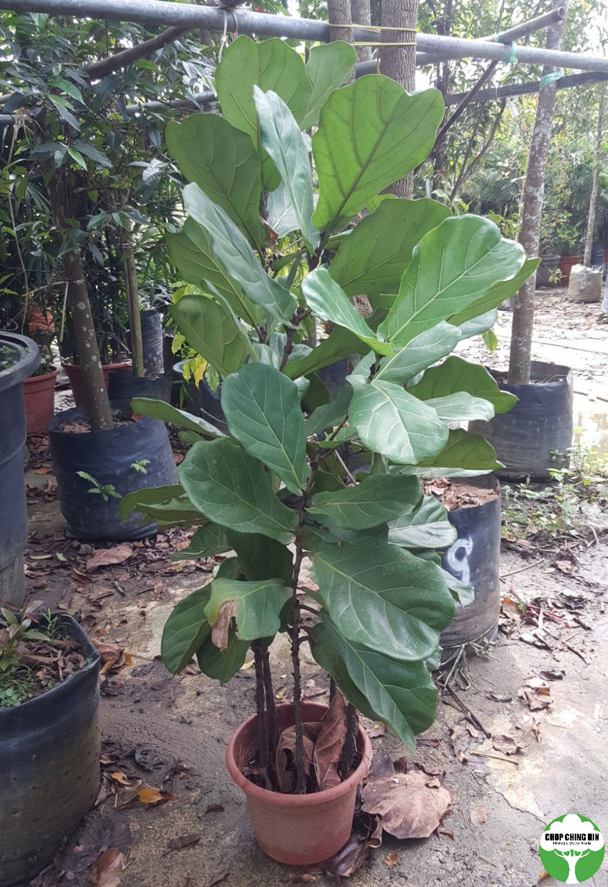 Ficus Lyrata