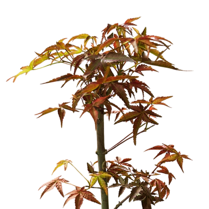 Red Maple Bonsai, Outdoor Plant