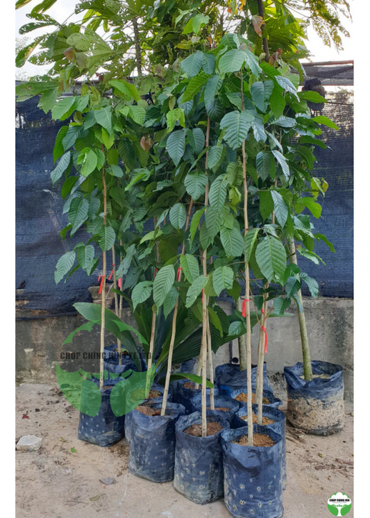 Sandoricum koetjape