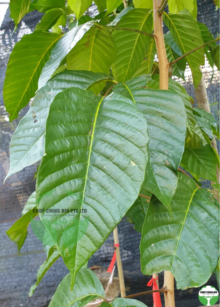 Sandoricum koetjape