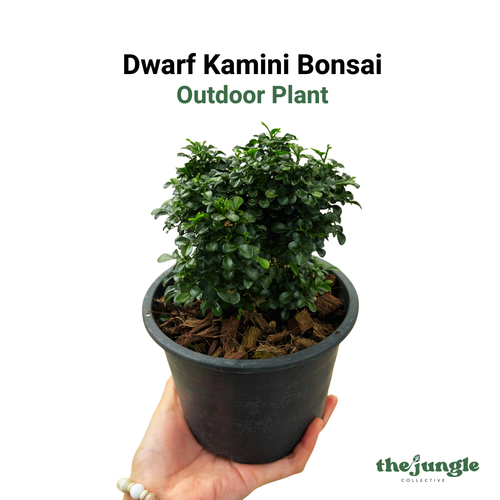 Dwarf Kamini Bonsai, Outdoor Plant