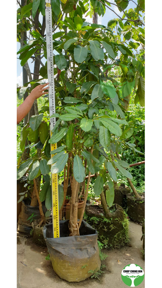 Schefflera actinophylla