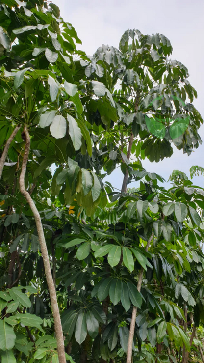 Schefflera actinophylla