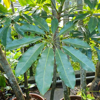 Schefflera actinophylla