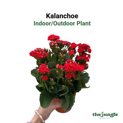 Kalanchoe, Indoor/Outdoor Plant