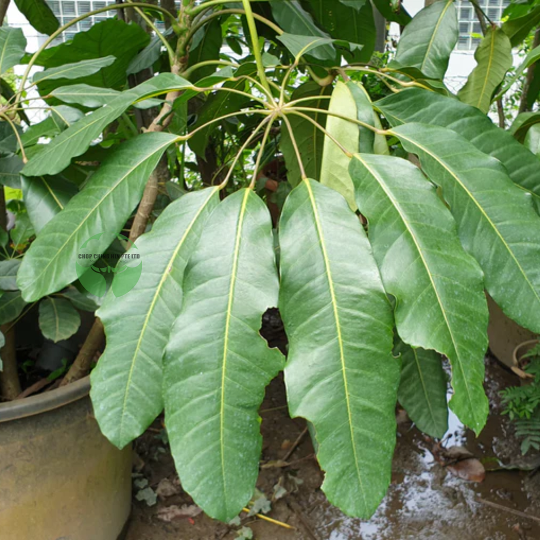 Schefflera actinophylla