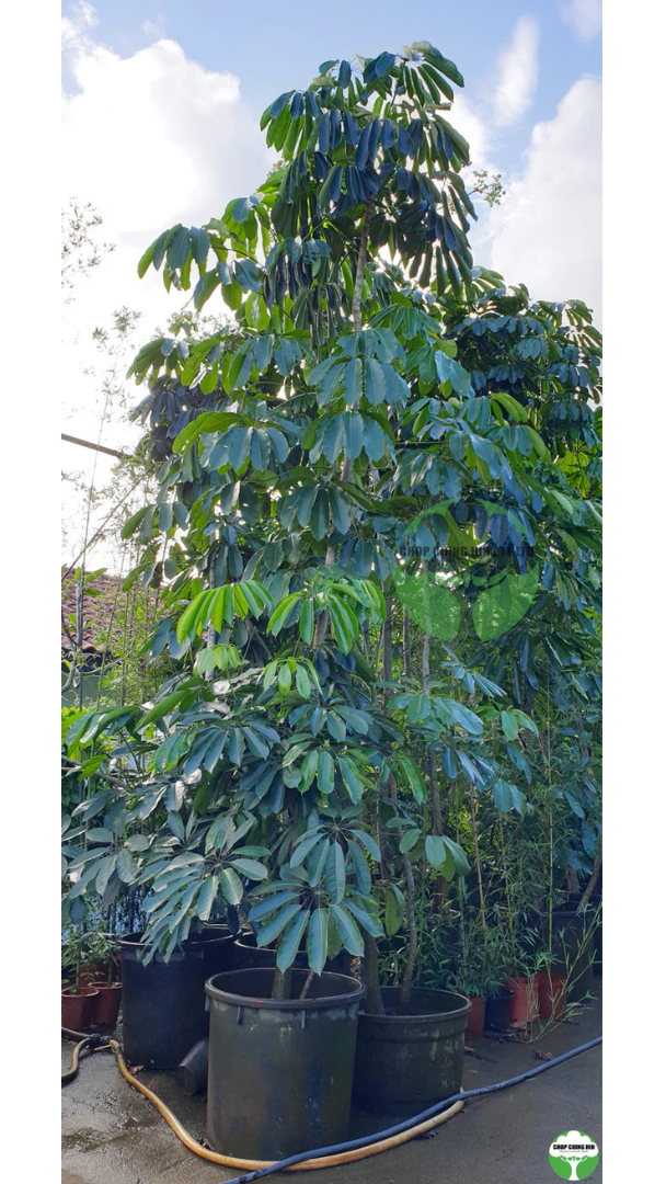 Schefflera actinophylla