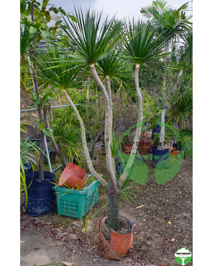 Dracaena marginata