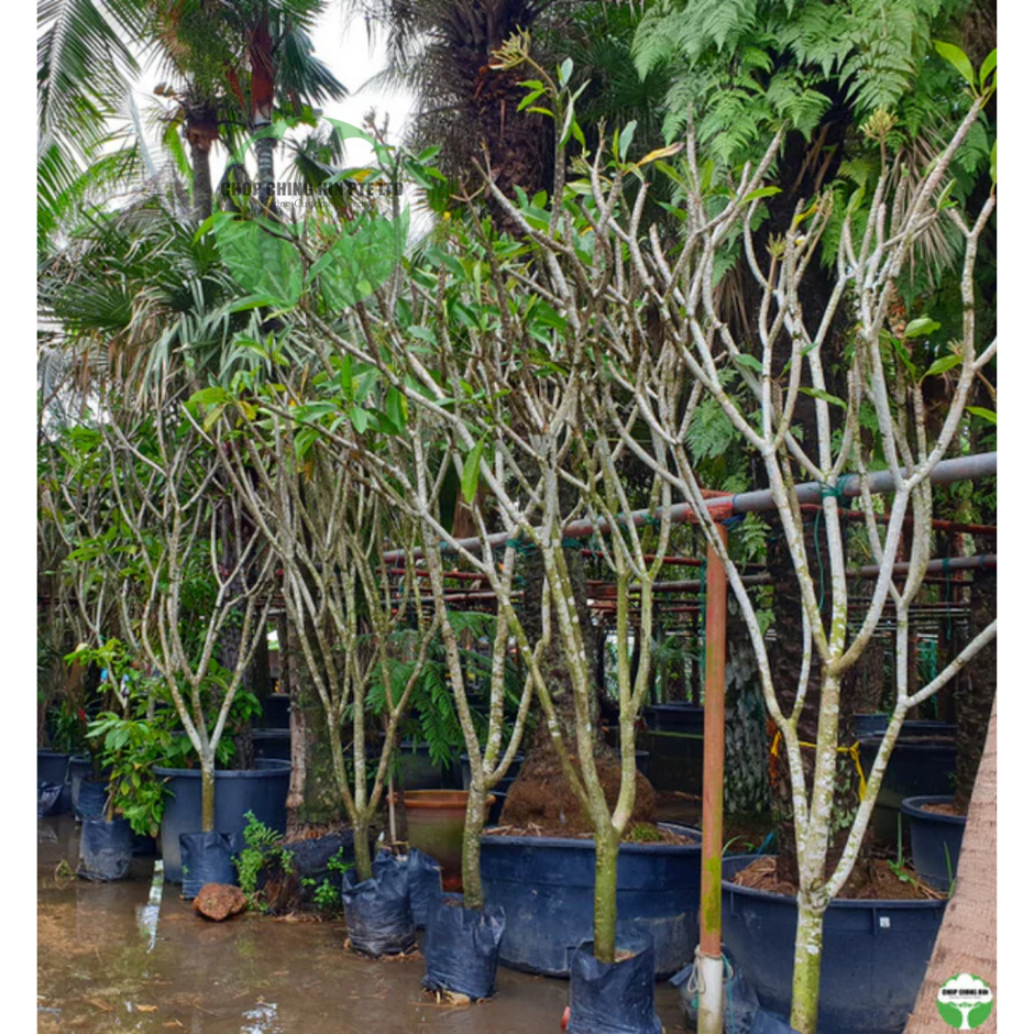 Trees – Page 4 – Chop Ching Hin Pte Ltd