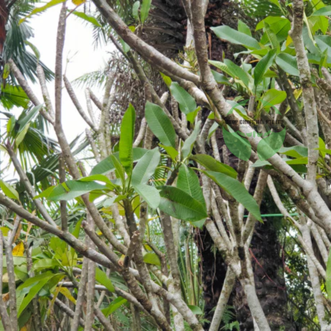 Plumeria cultivar (Yellow)