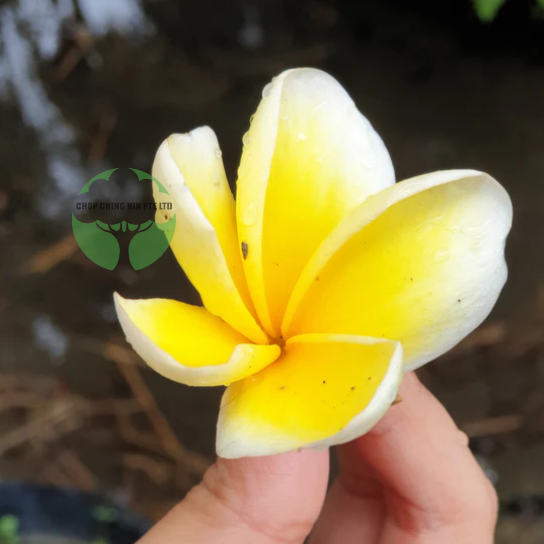 Plumeria cultivar (Yellow)