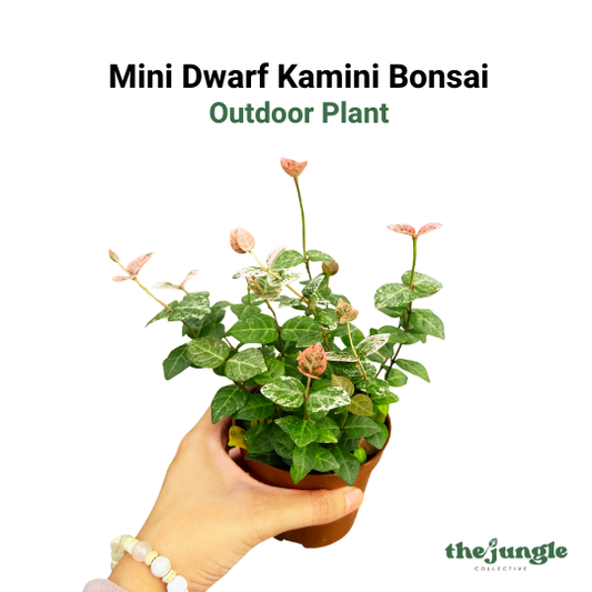 Asiatic Jasmine ‘Snow Cap’, Outdoor Plant