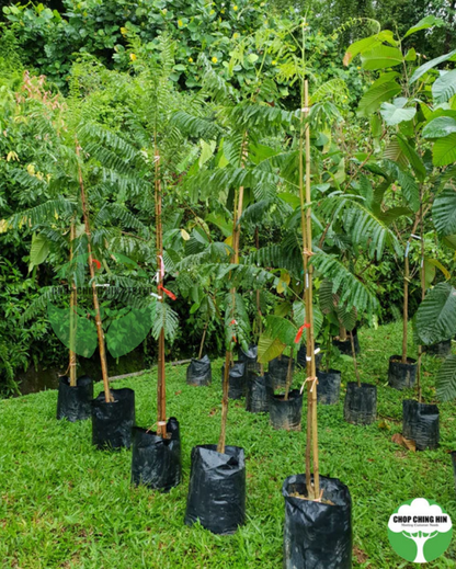 Parkia speciosa