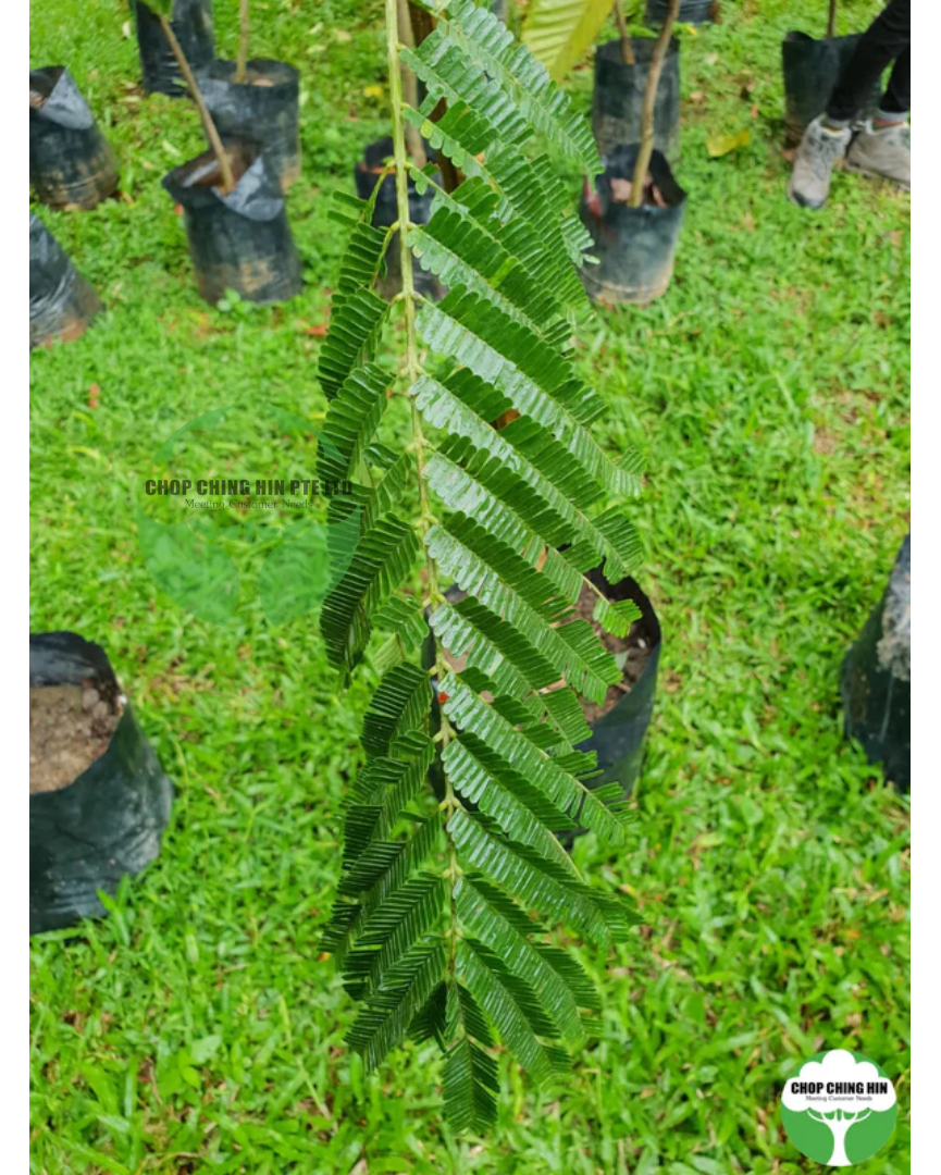 Parkia speciosa