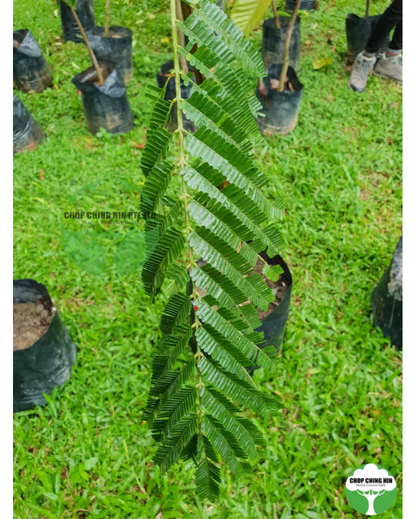 Parkia speciosa