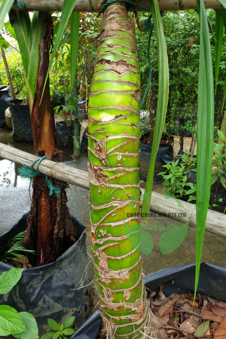 Pandanus spp.