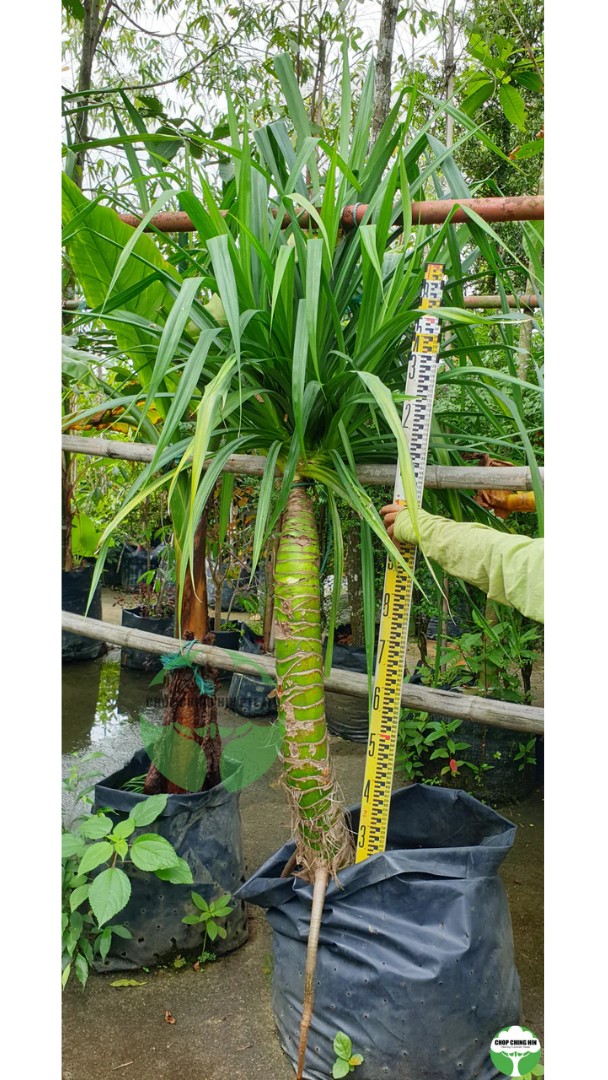 Pandanus spp.